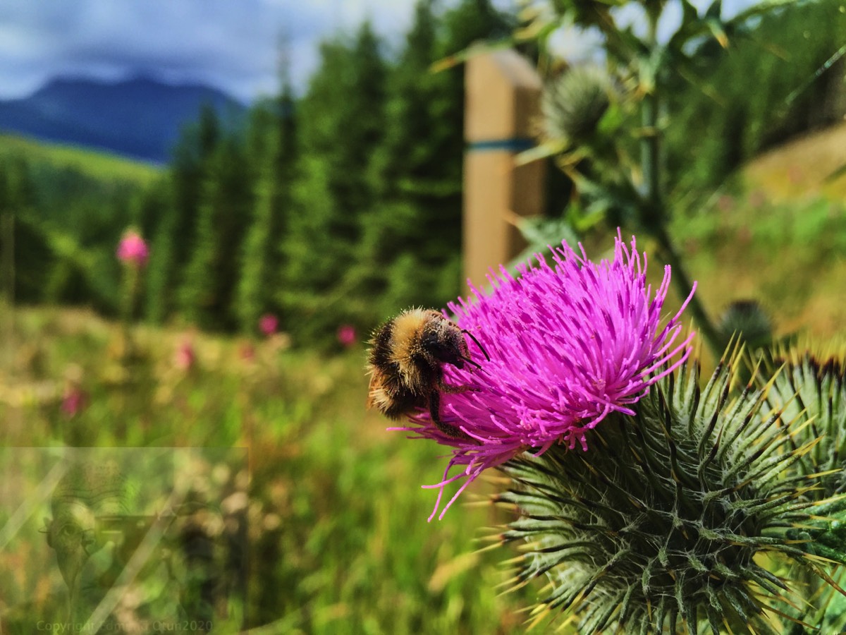 Busy Bee  oblivious to my lens