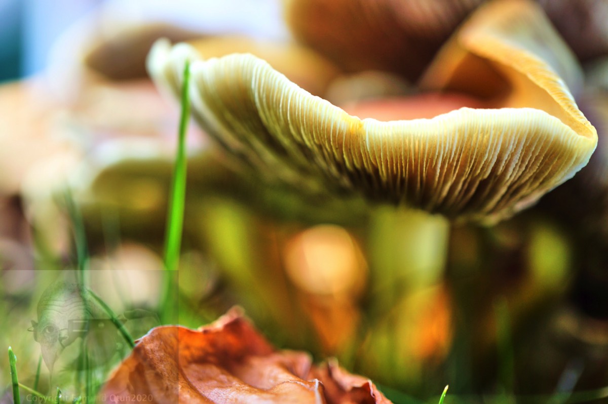 Mushroom from a different perspective