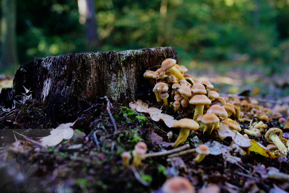 Nature at work getting rid of the dead wood