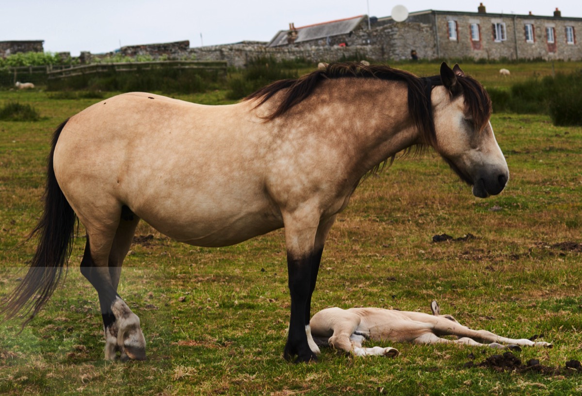 Where did he come from