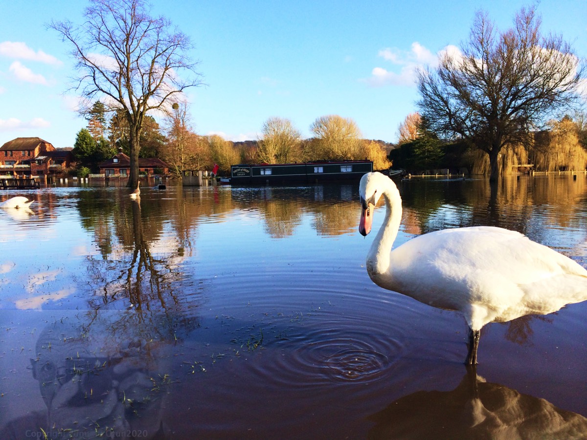 Swan domain. no Ducks allowed 