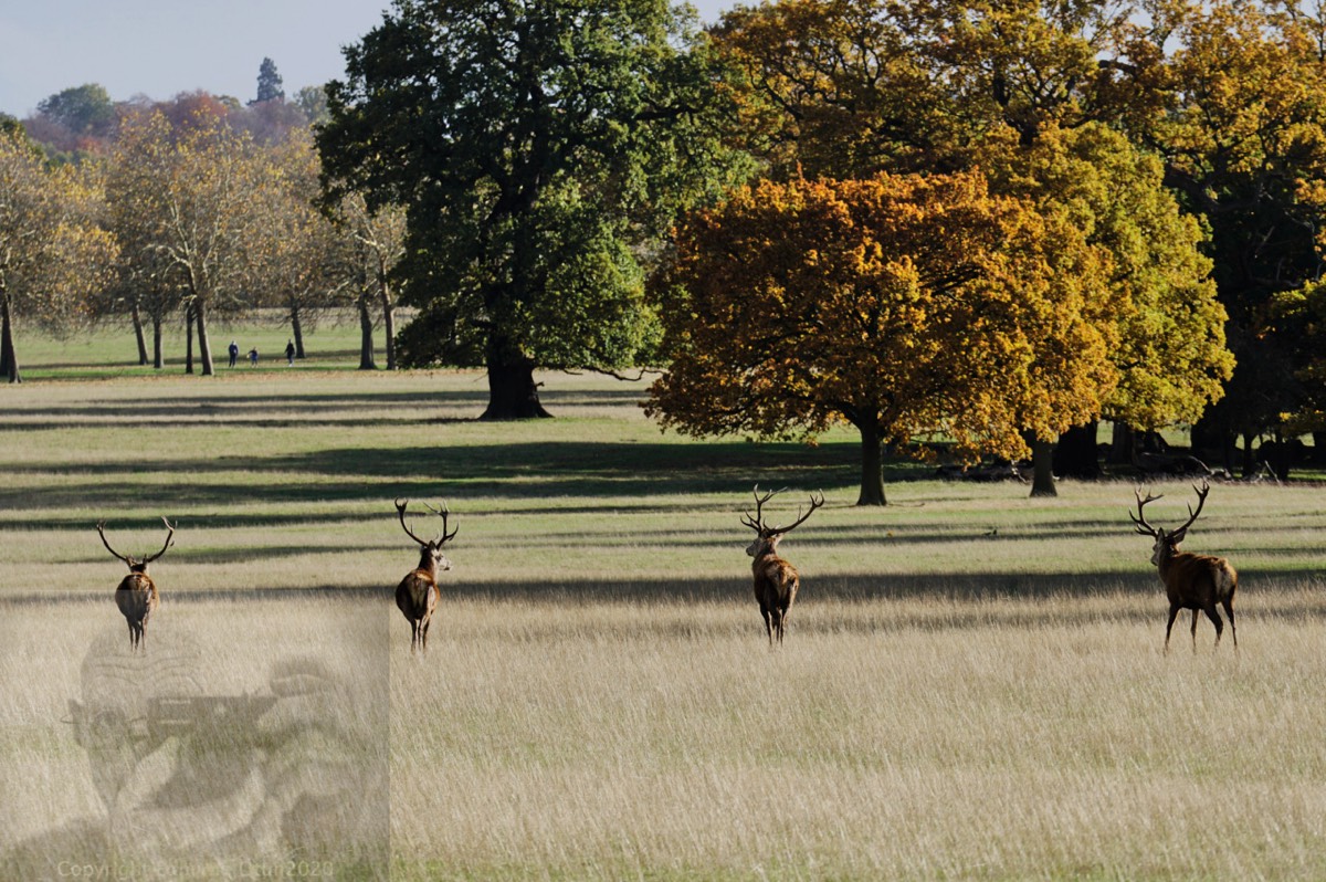 Where are all the Does