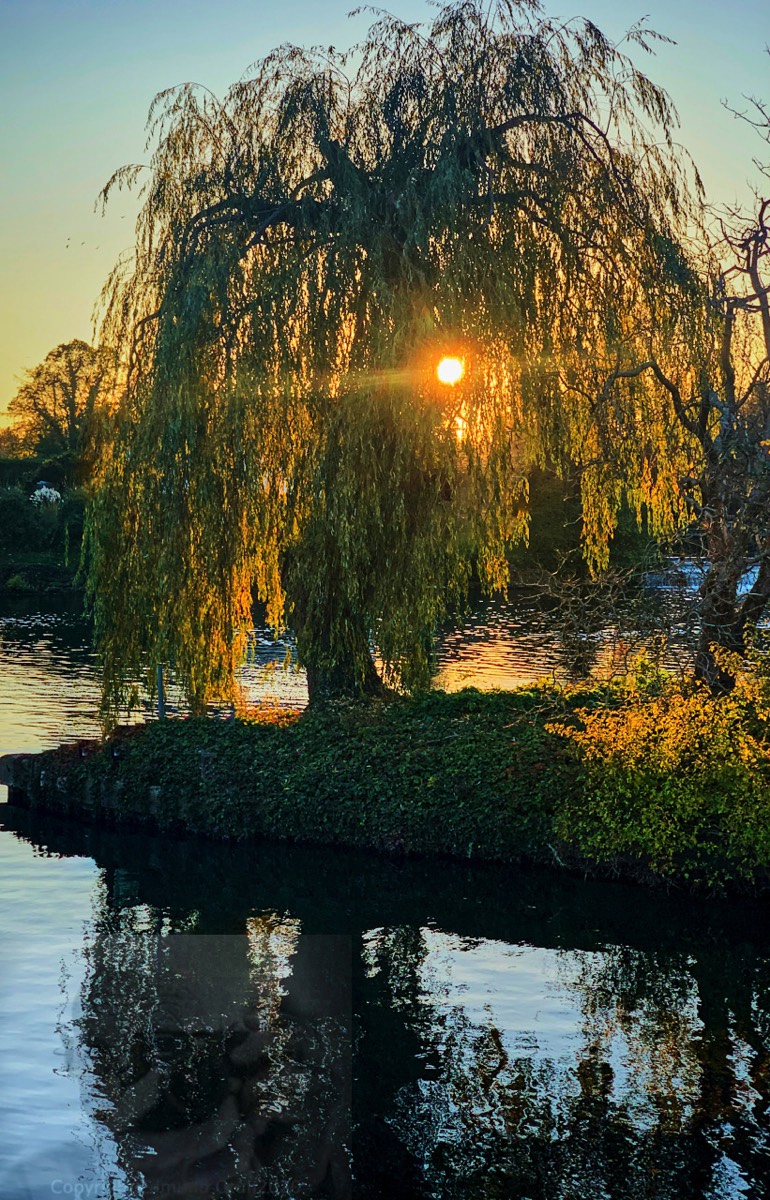 Surreal sunshine through a Weeping Willow